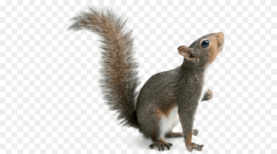 Squirrel Download Eastern Gray Squirrel, Animal, Mammal, Rat, Rodent Free Transparent Png