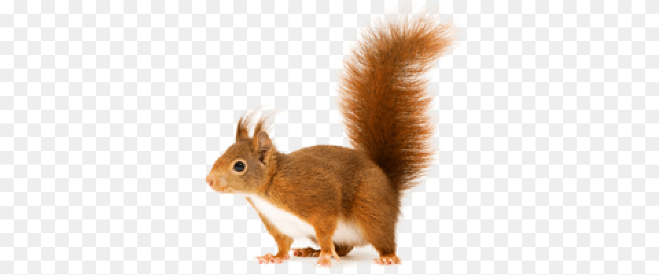 Squirrel Download Image Red Squirrel, Animal, Mammal, Rat, Rodent Png