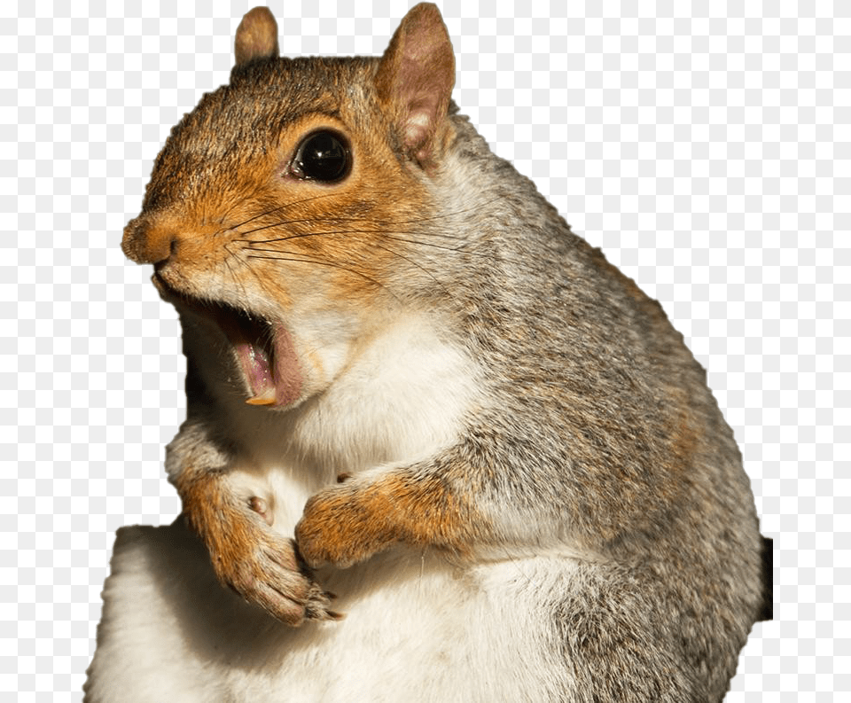Squirrel Squirrel Flora And Ulysses, Animal, Mammal, Rodent, Rat Free Png Download