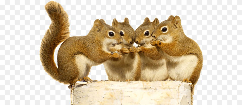 Squirrel Download Squirrels Sharing, Animal, Mammal, Rodent, Rat Png Image