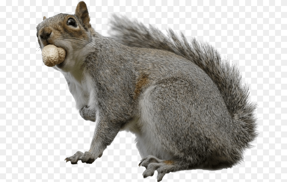 Squirrel Download Transparent Image Fox Squirrel, Animal, Mammal, Rat, Rodent Png