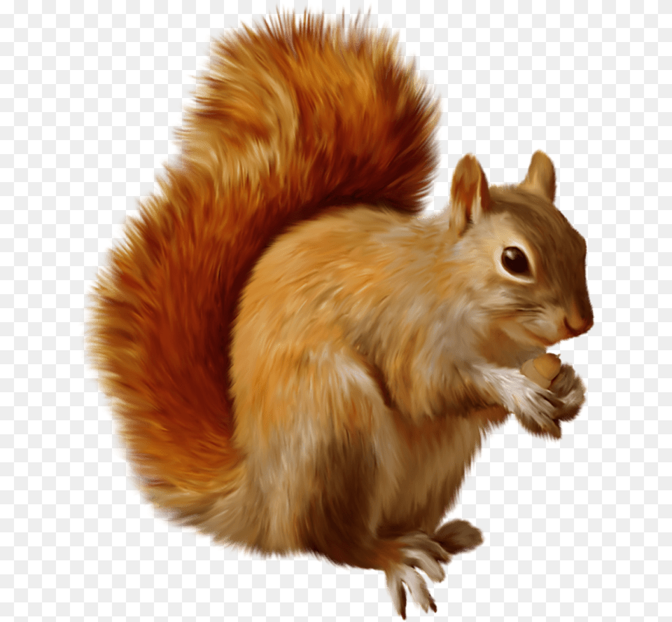 Squirrel Eating Squirrel Clipart, Animal, Mammal, Rodent, Bird Free Png