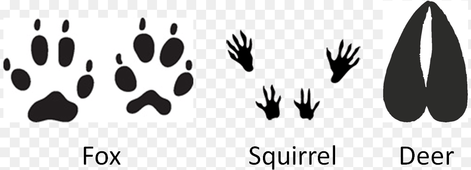 Squirrel Footprints, Stencil, Footprint, Person Free Transparent Png