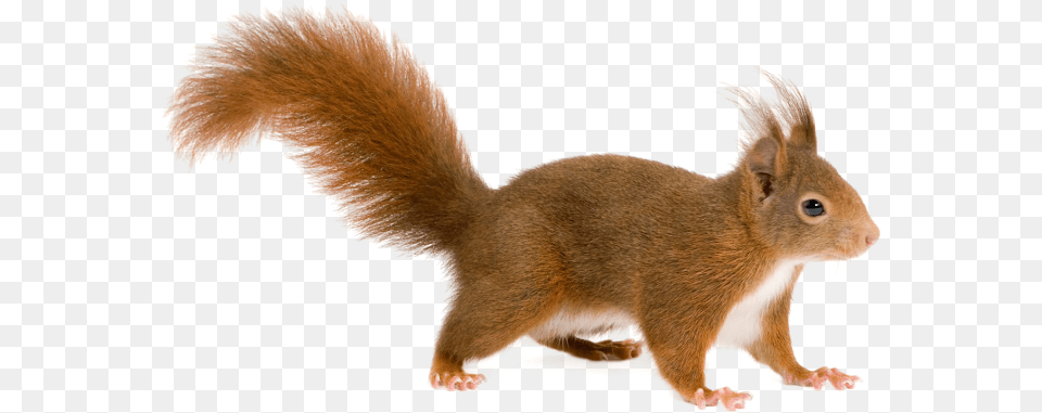 Squirrel For Transparent Background Squirrel Clipart, Animal, Mammal, Rat, Rodent Free Png Download