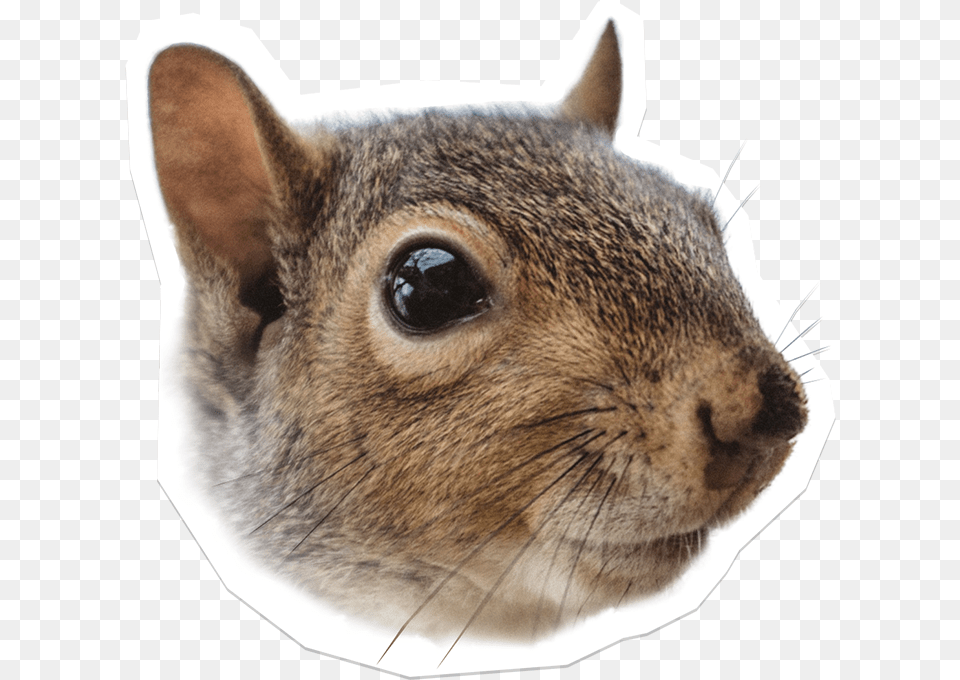 Squirrel Fox Squirrel, Animal, Mammal, Rat, Rodent Free Png
