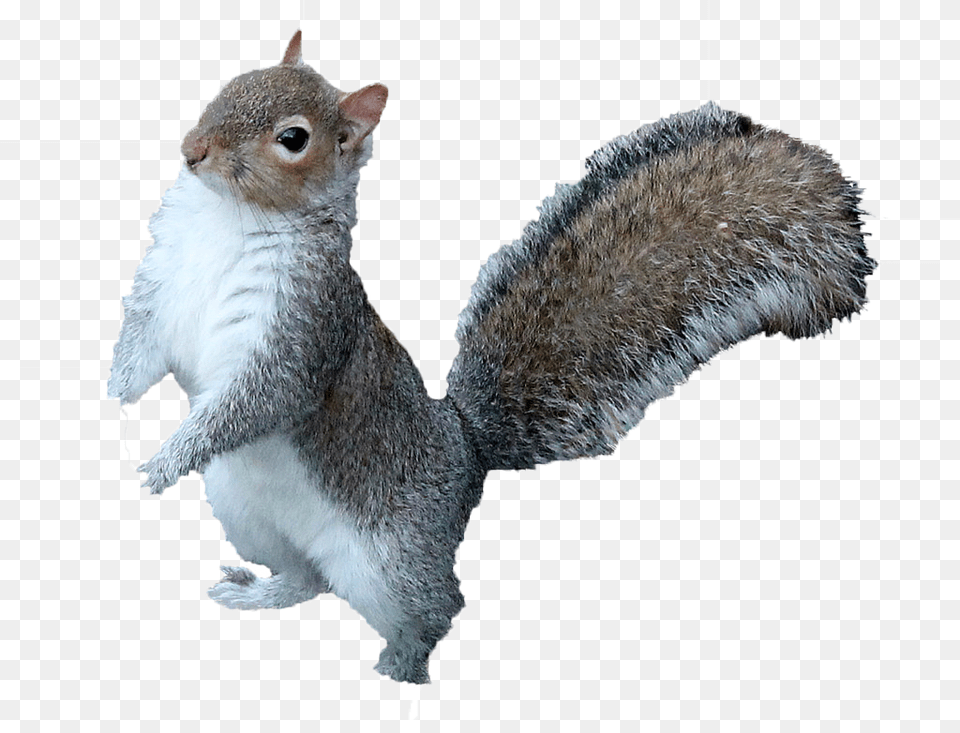 Squirrel Download Squirrel, Animal, Mammal, Rat, Rodent Free Transparent Png