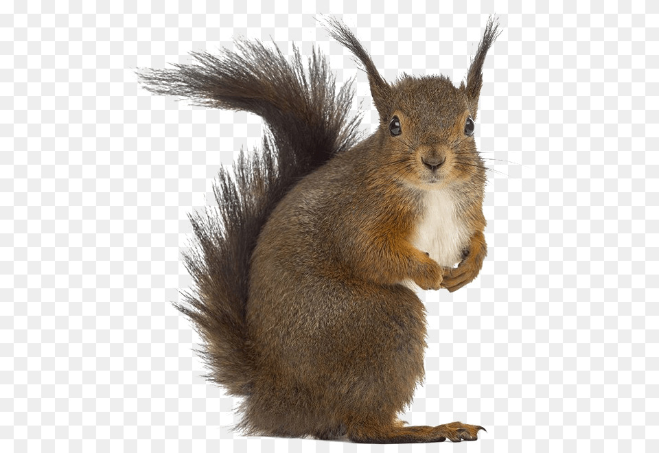 Squirrel Download Squirrel White Background, Animal, Mammal, Rat, Rodent Free Png