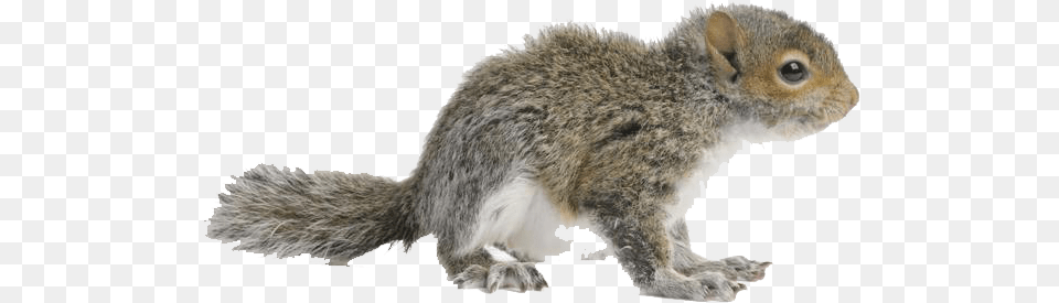 Squirrel Free Images Eastern Gray Squirrel, Animal, Mammal, Rat, Rodent Png Image