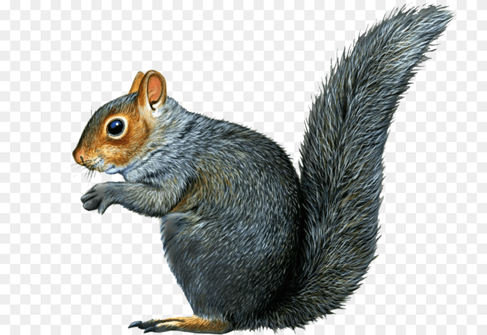 Squirrel Gray Squirrel Drawing, Animal, Mammal, Rodent, Rat Free Png Download