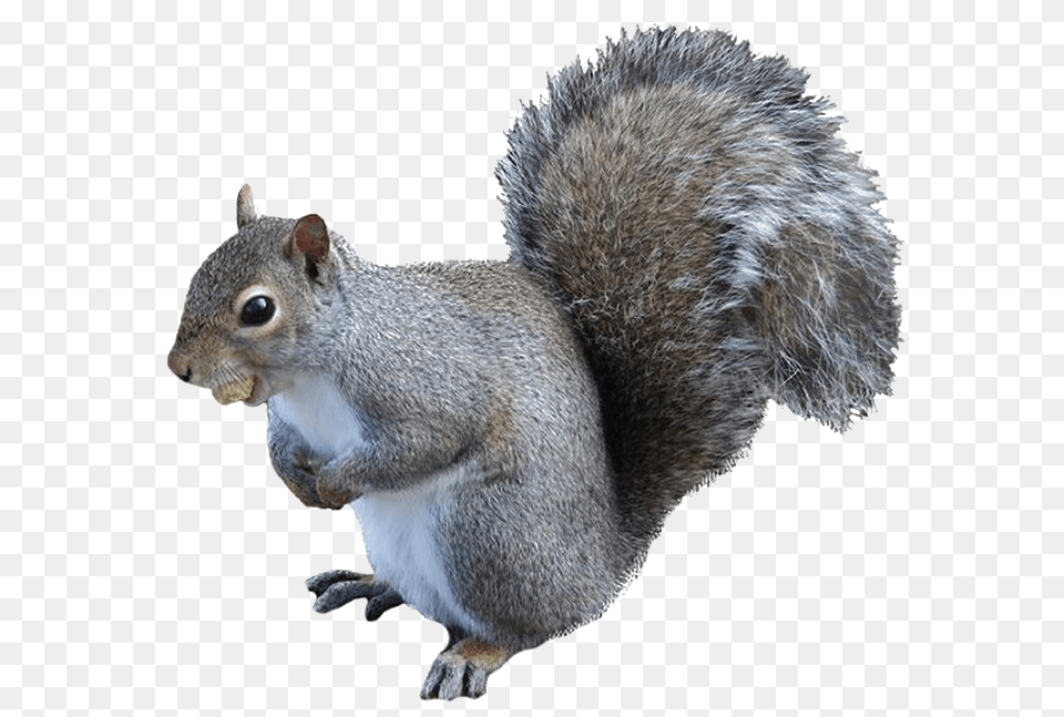 Squirrel High Grey Squirrel Background, Animal, Mammal, Rat, Rodent Free Transparent Png