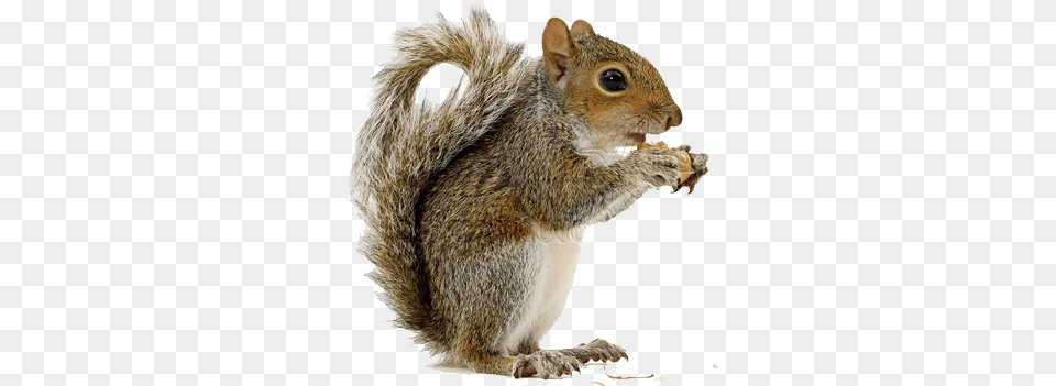 Squirrel High Quality Transparent Background Squirrels, Animal, Mammal, Rat, Rodent Free Png Download