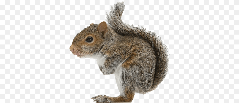 Squirrel Icon Squirrel, Animal, Mammal, Rat, Rodent Png Image