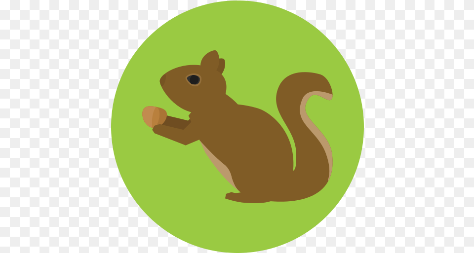 Squirrel Icon Squirrel Icon File, Animal, Mammal, Rodent, Rat Png