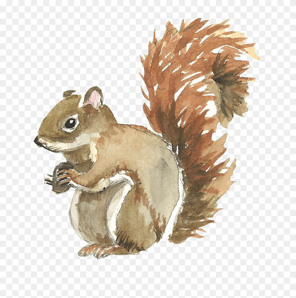 Squirrel Illustration Hd Uokplrs Watercolor Painting Of Squirrel, Animal, Mammal, Rodent, Dinosaur Png