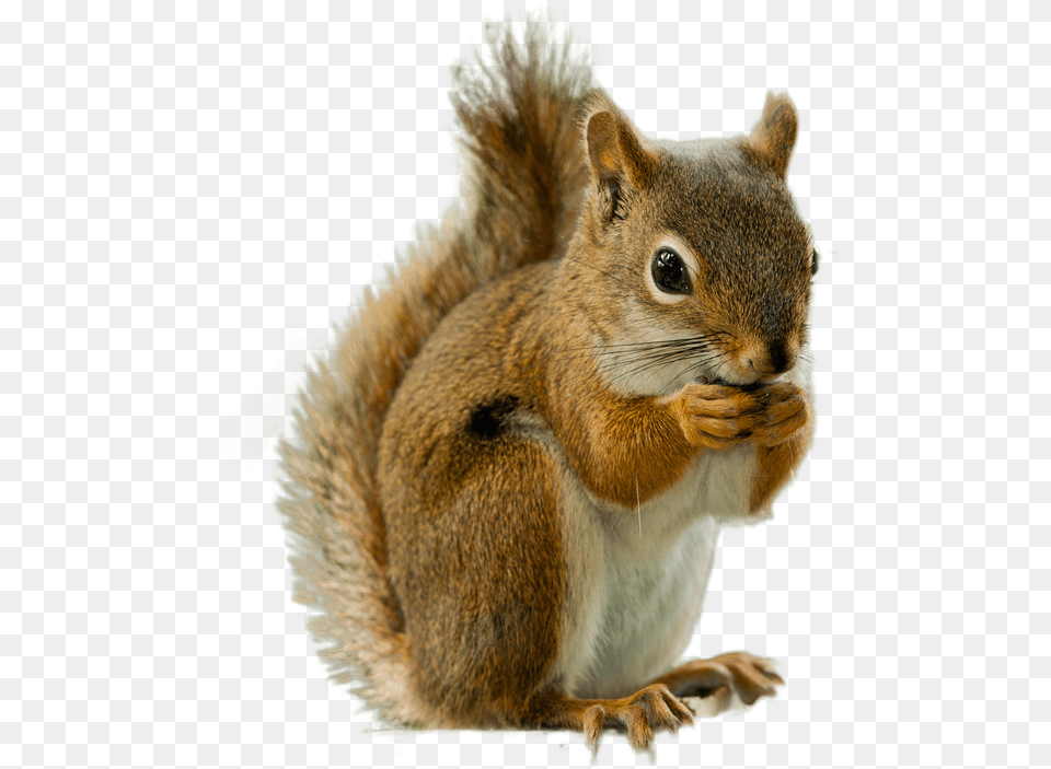 Squirrel Background Squirrel, Animal, Mammal, Rodent, Rat Png Image