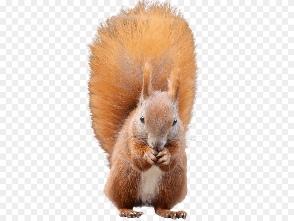 Squirrel Image Eurasian Red Squirrel, Animal, Mammal, Rodent, Rat Png