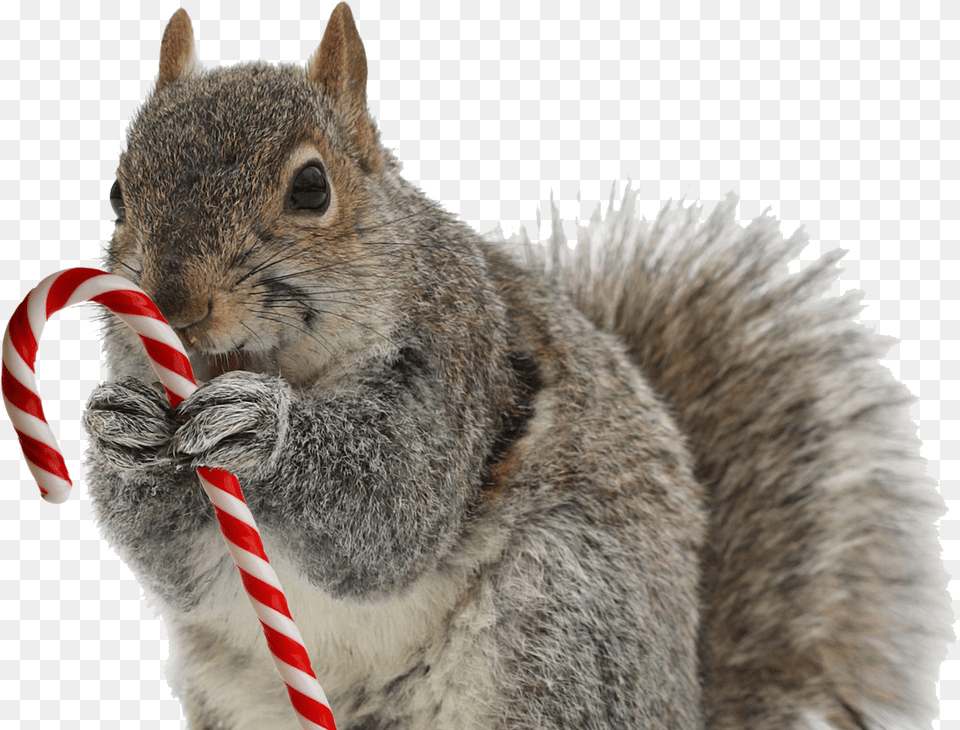 Squirrel Squirrel With Candy Cane, Animal, Mammal, Rat, Rodent Png Image