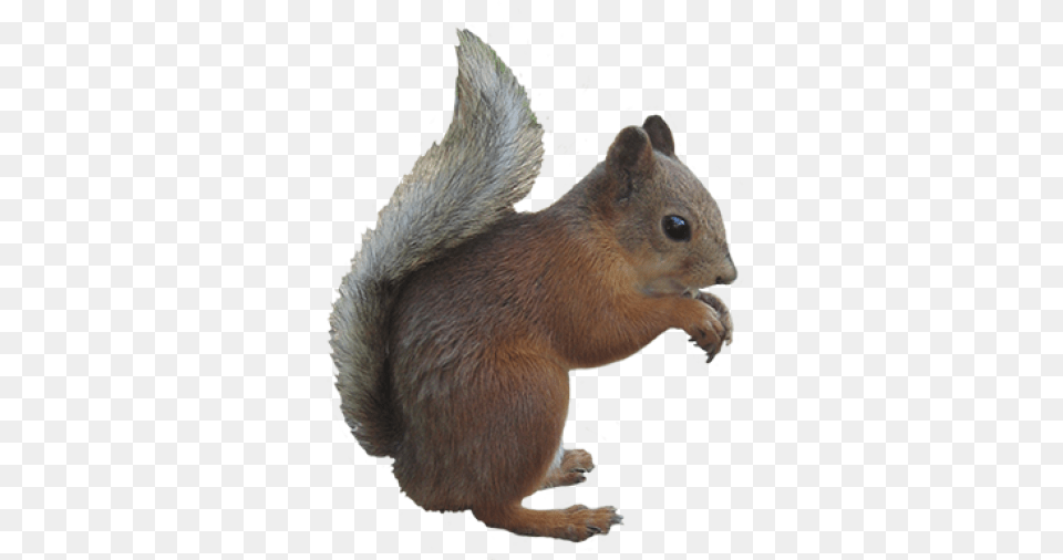 Squirrel With Transparent Background Squirrel With Clear Background, Animal, Mammal, Rat, Rodent Png Image