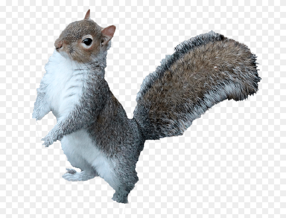 Squirrel Images Download Squirrel, Animal, Mammal, Rat, Rodent Free Transparent Png