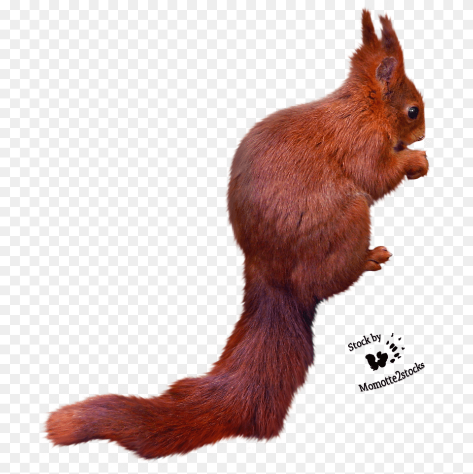 Squirrel Images Squirrel Cut Out, Animal, Mammal, Rodent, Rat Free Png Download