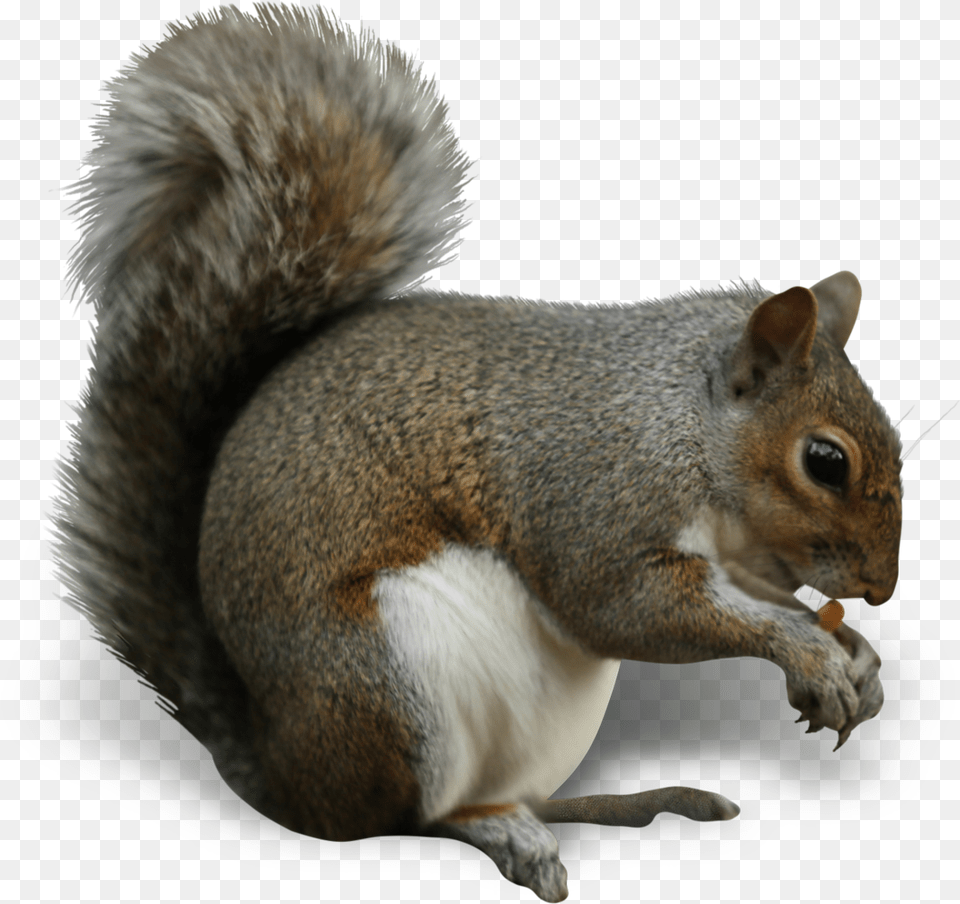 Squirrel Insect Nut Eating Cashew Types Of Squirrels In Uk, Animal, Mammal, Rodent, Rat Free Png Download