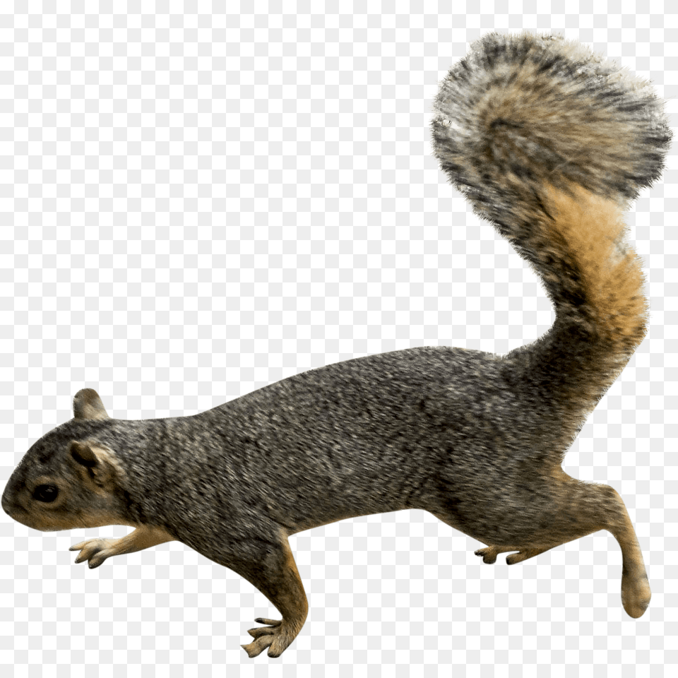 Squirrel Left Squirrel, Animal, Mammal, Rat, Rodent Free Transparent Png