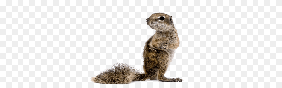 Squirrel Looking Left, Animal, Mammal, Rat, Rodent Png Image
