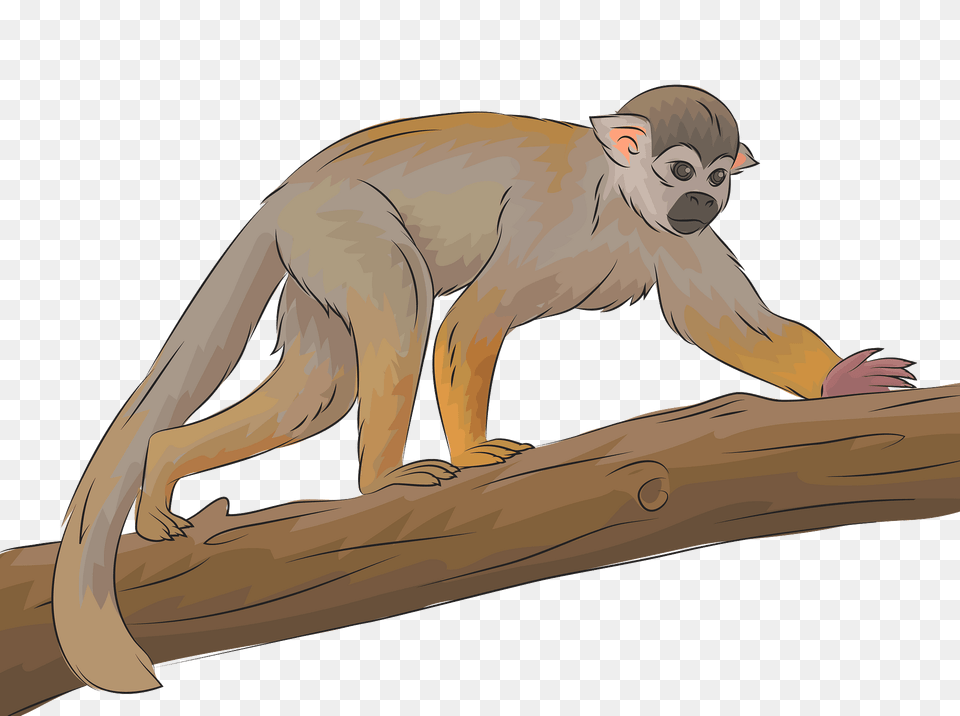 Squirrel Monkey Clipart, Animal, Mammal, Wildlife, Face Free Png Download