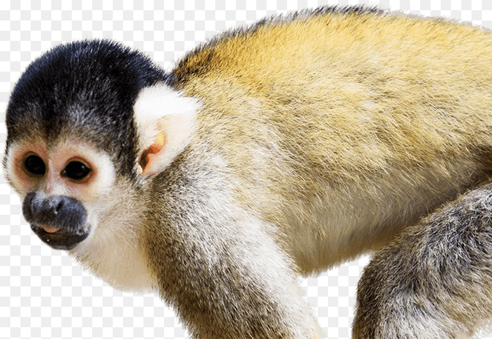 Squirrel Monkey Squirrel Monkey Facts, Animal, Mammal, Wildlife Free Png