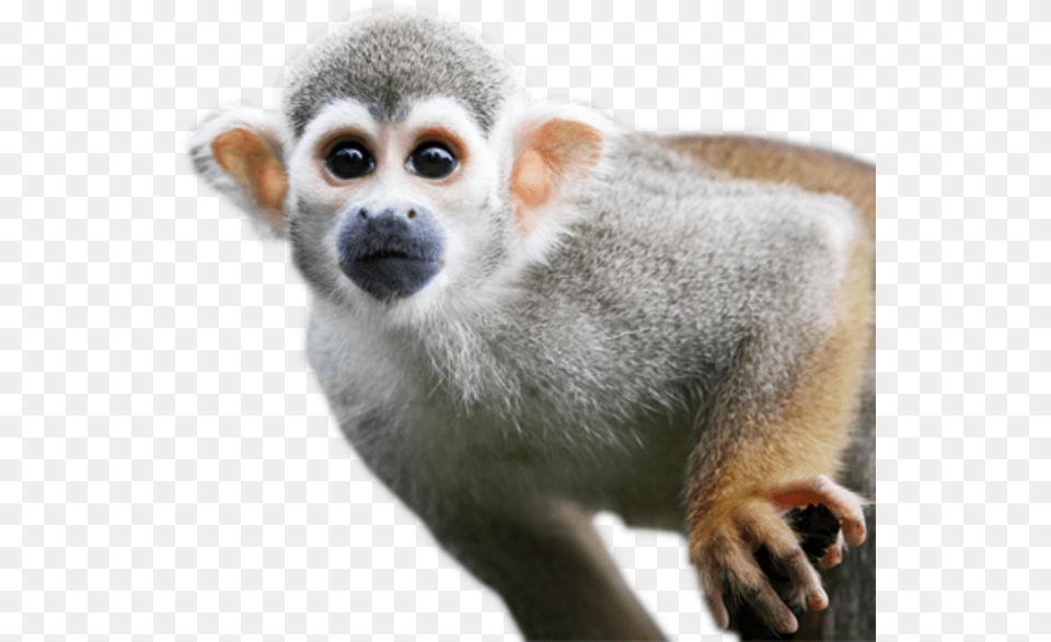 Squirrel Monkey Transparent Background, Animal, Mammal, Wildlife Free Png Download