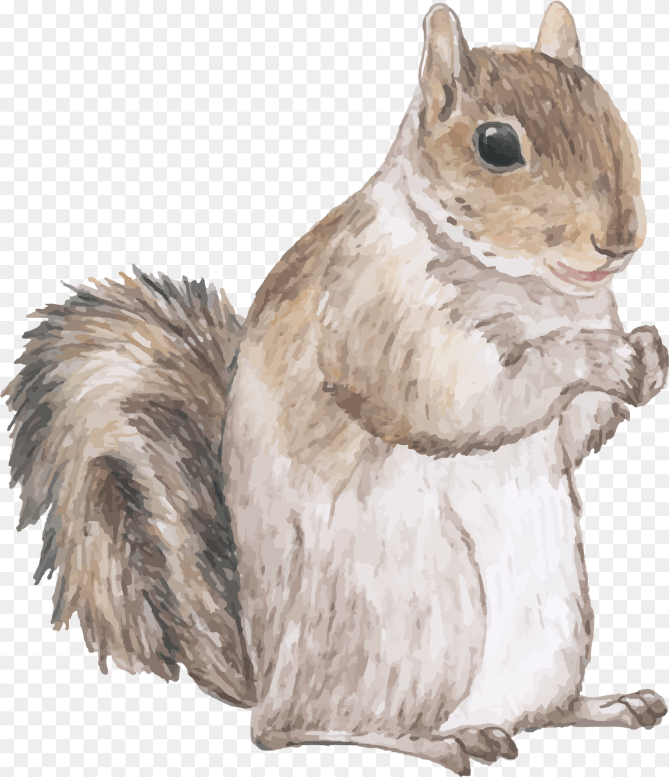 Squirrel Quotes, Animal, Rodent, Mammal, Wedding Free Transparent Png