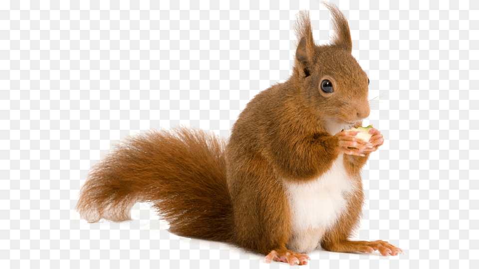 Squirrel Red Squirrel, Animal, Mammal, Rat, Rodent Png Image