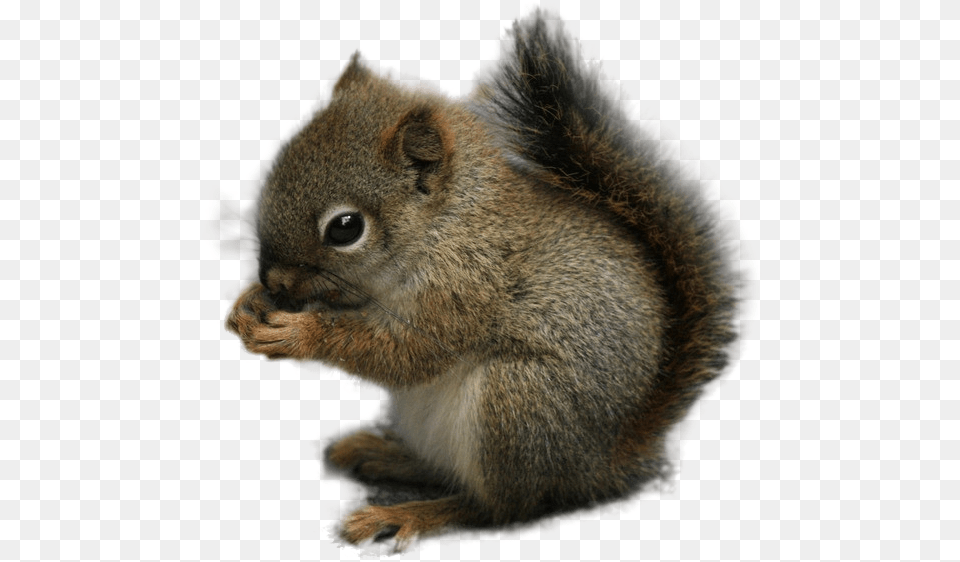 Squirrel Rodent Chipmunk Animal Chipmunk Squirrel Transparent Background, Mammal, Rat Free Png Download