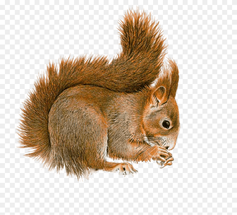 Squirrel Sideview, Animal, Mammal, Rodent, Rat Png