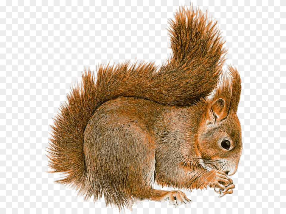 Squirrel Sideview Squirrel Gif Transparent Background, Animal, Mammal, Rodent, Bird Free Png