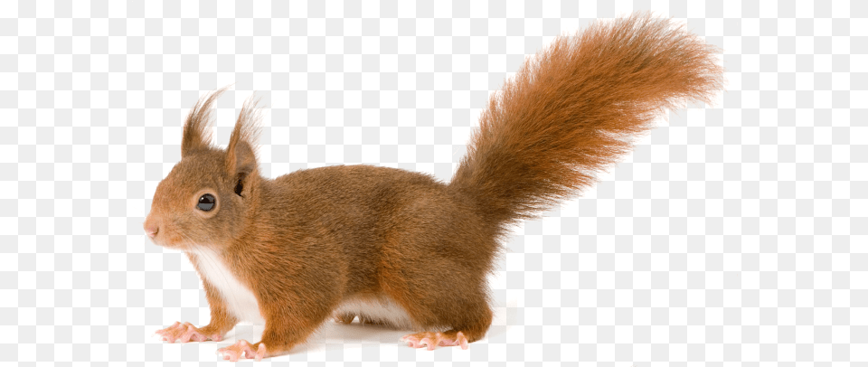 Squirrel Squirrel With Clear Background, Animal, Mammal, Rat, Rodent Free Png Download