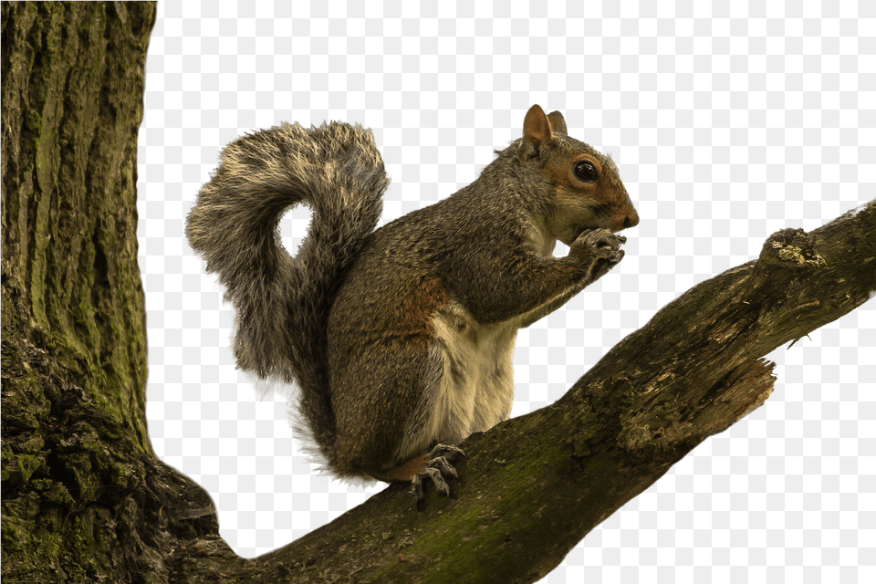 Squirrel Stickpng Squirrel In Tree, Animal, Mammal, Rodent, Rat Free Transparent Png