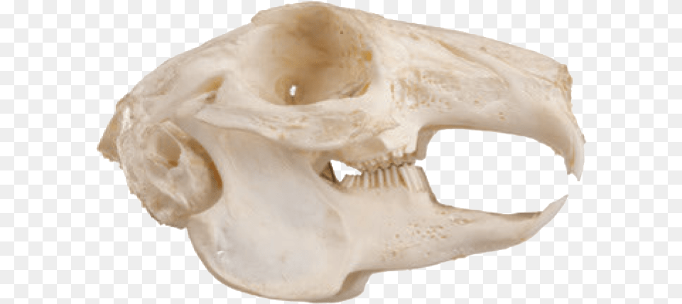 Squirrel Teeth Skull, Accessories, Gemstone, Jewelry, Ornament Png Image