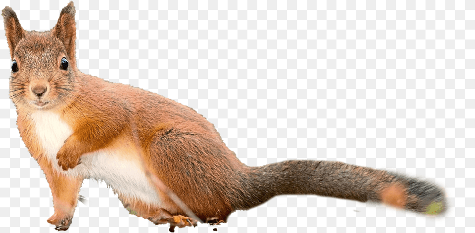 Squirrel Transparent Background Eurasian Red Squirrel, Animal, Mammal, Rat, Rodent Png