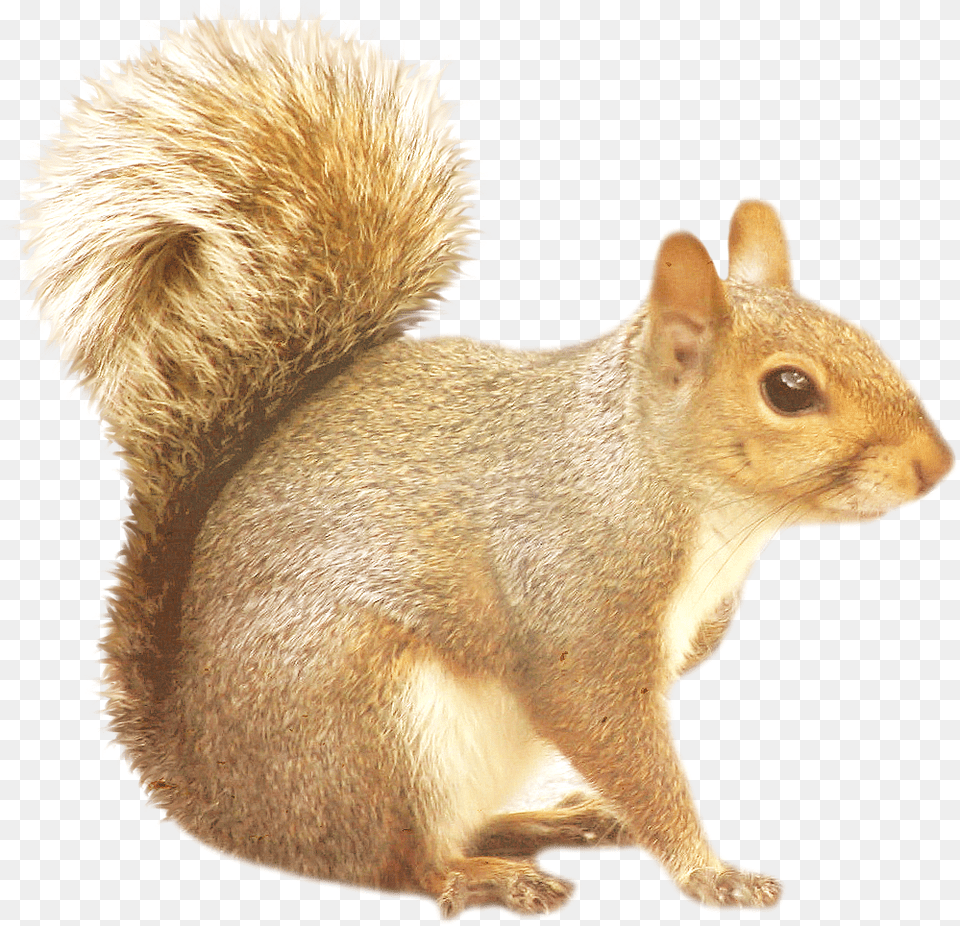 Squirrel Background Squirrels, Animal, Mammal, Rat, Rodent Free Transparent Png