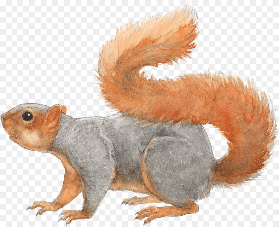 Squirrel Transparent File Fox Squirrel Illustration, Animal, Mammal, Rodent, Bird Png Image