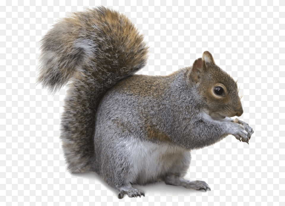 Squirrel Transparent Image Gray Squirrel, Animal, Mammal, Rat, Rodent Png