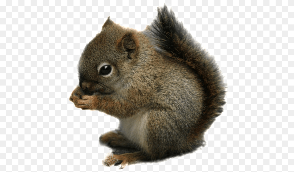 Squirrel Transparent Images Chipmunk Transparent, Animal, Mammal, Rodent, Rat Png