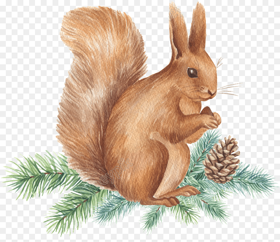 Squirrel Transparent Images Gambar Tupai Keren Kartun, Tree, Conifer, Plant, Rodent Free Png