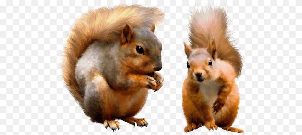 Squirrel Squirrel, Animal, Mammal, Rodent, Rat Free Transparent Png