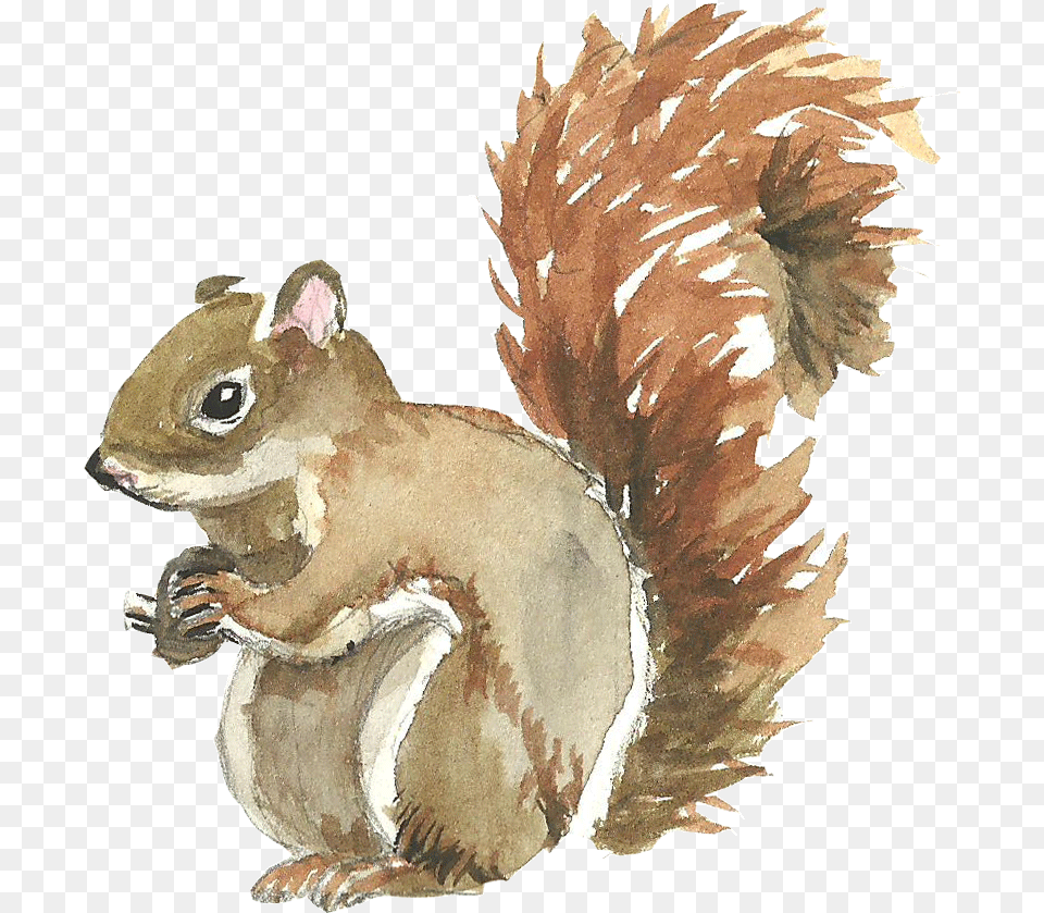 Squirrel Watercolor Painting Redbubble Sticker Squirrel, Animal, Mammal, Rodent, Dinosaur Png