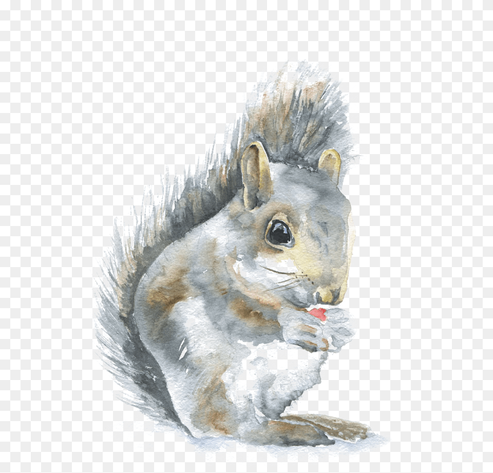 Squirrel Watercolor Paintings Of Woodland Animals, Baby, Person, Animal, Mammal Free Png Download