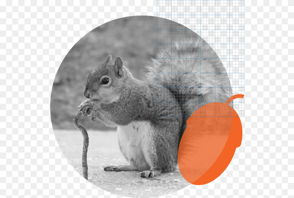 Squirrel With A Cane, Animal, Mammal, Rodent, Rat Free Png Download