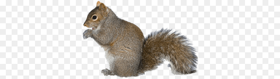 Squirrel With Arms Out Gray Squirrel, Animal, Mammal, Rat, Rodent Free Png