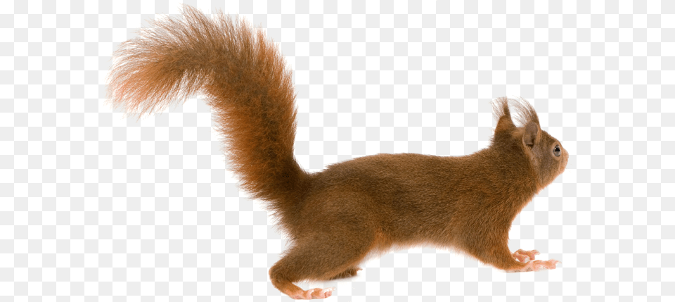 Squirrel With Transparent Background, Animal, Mammal, Rat, Rodent Png Image